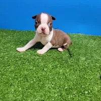 Boston 2 male , a male Boston Terrier for sale in Walnut Grove, MS – Photo 6 of 10