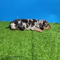 Silver dapple male 2, a male Miniature Dachshund for sale in Walnut Grove, MS – 9 of 10