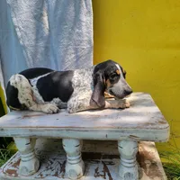 Female 5, a female Bluetick Coonhound for sale in Walnut Grove, MS – 5 of 7