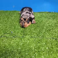 Silver dapple male 2, a male Miniature Dachshund for sale in Walnut Grove, MS – 7 of 10