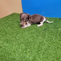 Chocolate and white female , a female Miniature Dachshund for sale in Walnut Grove, MS – 4 of 6