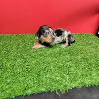 Silver dapple female 1, a female Miniature Dachshund for sale in Walnut Grove, MS – 7 of 7
