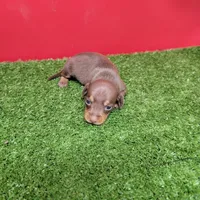Chocolate and tan female , a female Miniature Dachshund for sale in Walnut Grove, MS – 4 of 8