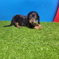 Black-and-tan longhair , a female Miniature Dachshund for sale in Walnut Grove, MS – 5 of 6