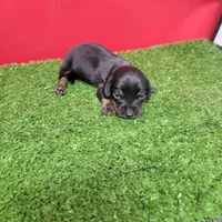 Black-and-tan longhair female , a female Miniature Dachshund for sale in Walnut Grove, MS – 5 of 7