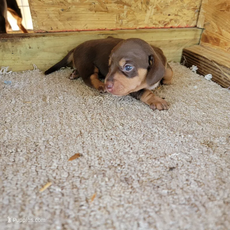 Chocolate and tan female  – Miniature Dachshund puppy for sale in Walnut Grove, MS