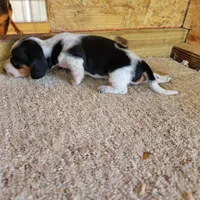 Black and white male , a male Miniature Dachshund for sale in Walnut Grove, MS – 5 of 7