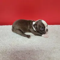 Chocolate and white female 1, a female Boston Terrier for sale in Walnut Grove, MS – Photo 3 of 7