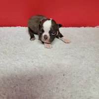 Chocolate and white female 1, a female Boston Terrier for sale in Walnut Grove, MS – Photo 7 of 7