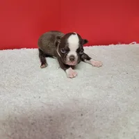 Chocolate and white female 1, a female Boston Terrier for sale in Walnut Grove, MS – Photo 1 of 7