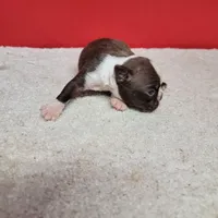 Chocolate and white female 1, a female Boston Terrier for sale in Walnut Grove, MS – Photo 6 of 7