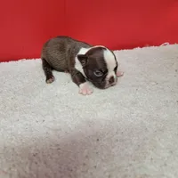 Chocolate and white female 1, a female Boston Terrier for sale in Walnut Grove, MS – Photo 2 of 7