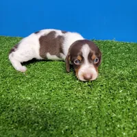 Brown and white tick male, a male Miniature Dachshund for sale in Walnut Grove, MS – Photo 5 of 6
