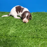 Brown and white tick male, a male Miniature Dachshund for sale in Walnut Grove, MS – Photo 2 of 6