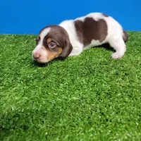 Brown and white tick male, a male Miniature Dachshund for sale in Walnut Grove, MS – Photo 3 of 6