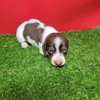 Brown and white tick male, a male Miniature Dachshund for sale in Walnut Grove, MS – Photo 4 of 6