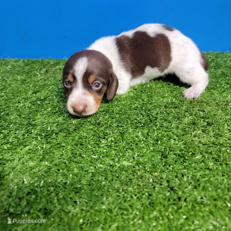 Brown and white tick male – Miniature Dachshund puppy for sale in Walnut Grove, MS