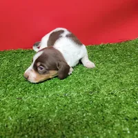 Brown and white tick male, a male Miniature Dachshund for sale in Walnut Grove, MS – Photo 6 of 6