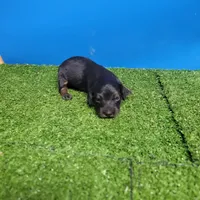 Black and tan male 1, a male Miniature Dachshund for sale in Walnut Grove, MS – 3 of 7