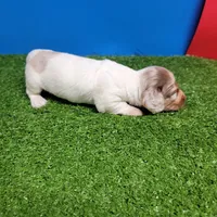 Longhair male , a male Miniature Dachshund for sale in Walnut Grove, MS – 6 of 10