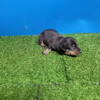 Black and tan male 2, a male Miniature Dachshund for sale in Walnut Grove, MS – 3 of 8