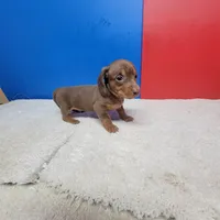 Chocolate and tan male 2, a male Miniature Dachshund for sale in Walnut Grove, MS – Photo 4 of 5