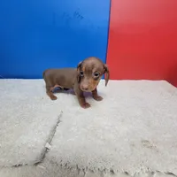 Chocolate and tan male 2, a male Miniature Dachshund for sale in Walnut Grove, MS – Photo 2 of 5