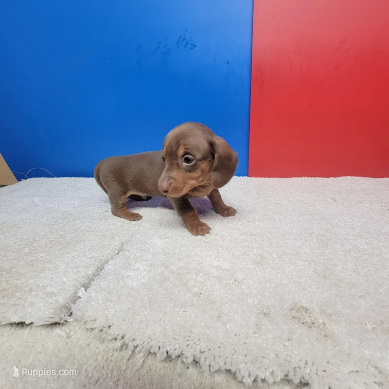 Chocolate and tan male 2