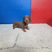 Chocolate and tan male 2, a male Miniature Dachshund for sale in Walnut Grove, MS – Photo 5 of 5