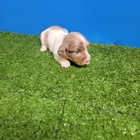 Longhair female , a female Miniature Dachshund for sale in Walnut Grove, MS – 6 of 10