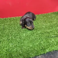 Black-and-tan female , a female Miniature Dachshund for sale in Walnut Grove, MS – 2 of 8