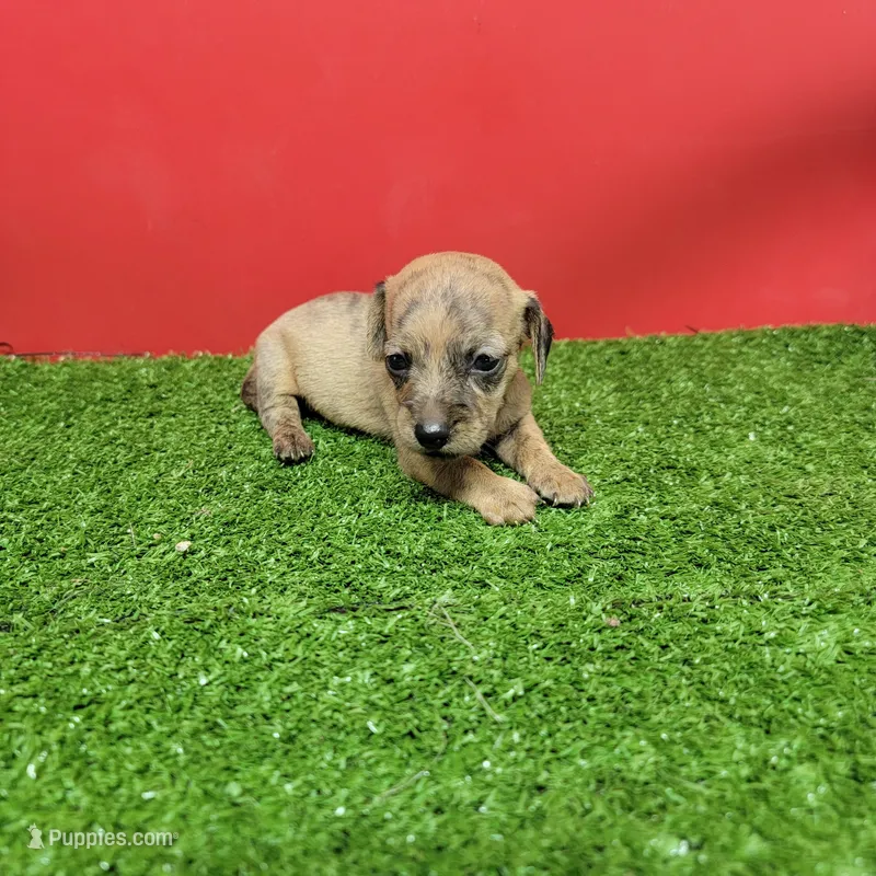 Brown female  – Miniature Dachshund puppy for sale in Walnut Grove, MS