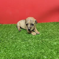 Brown female , a female Miniature Dachshund for sale in Walnut Grove, MS – 1 of 6