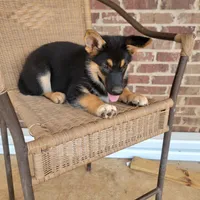 Black-and-tan smooth coat male 2, a male German Shepherd Dog for sale in Walnut Grove, MS – 7 of 10