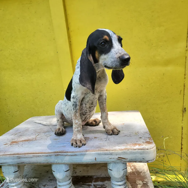 Male 2 – Bluetick Coonhound puppy for sale in Walnut Grove, MS