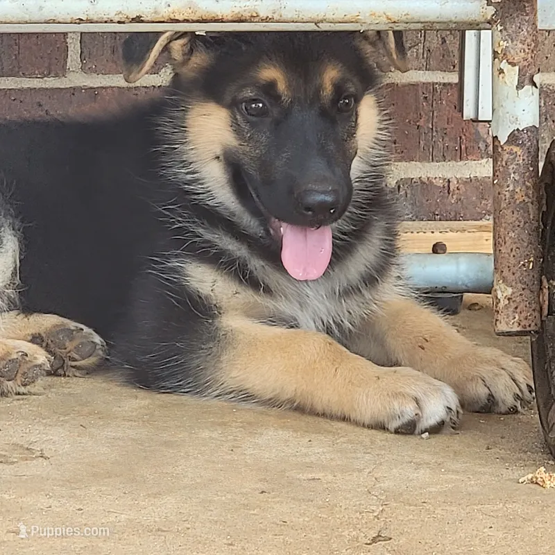 Black-and-tan smooth coat male 1 – German Shepherd Dog puppy for sale in Walnut Grove, MS