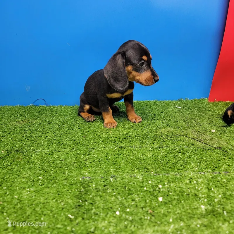 Black and tan female 1 – Miniature Dachshund puppy for sale in Walnut Grove, MS