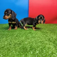 Black and tan female 1, a female Miniature Dachshund for sale in Walnut Grove, MS – Photo 4 of 6