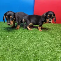 Black and tan female 1, a female Miniature Dachshund for sale in Walnut Grove, MS – Photo 5 of 6