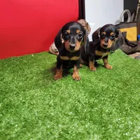 Black and tan female 1, a female Miniature Dachshund for sale in Walnut Grove, MS – Photo 6 of 6