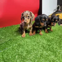 Black and tan female 1, a female Miniature Dachshund for sale in Walnut Grove, MS – Photo 2 of 6