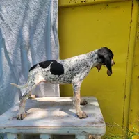 Female 4, a female Bluetick Coonhound for sale in Walnut Grove, MS – 3 of 6