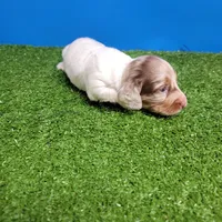 Longhair male , a male Miniature Dachshund for sale in Walnut Grove, MS – 2 of 10