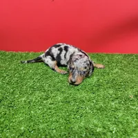 Silver dapple female 3, a female Miniature Dachshund for sale in Walnut Grove, MS – 2 of 9