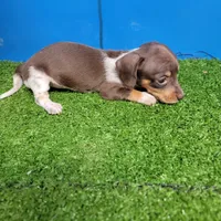 Chocolate and white female , a female Miniature Dachshund for sale in Walnut Grove, MS – 2 of 6