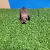 Brown male 1, a male Miniature Dachshund for sale in Walnut Grove, MS – 5 of 7
