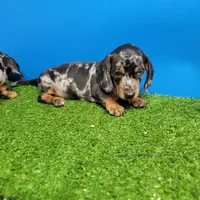 Silver Dapple male 1, a male Miniature Dachshund for sale in Walnut Grove, MS – 5 of 7