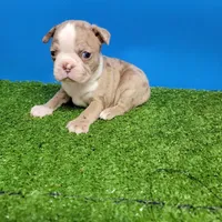 Boston 1 male , a male Boston Terrier for sale in Walnut Grove, MS – Photo 5 of 9