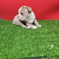 Boston 1 male , a male Boston Terrier for sale in Walnut Grove, MS – Photo 4 of 9