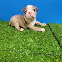 Boston 1 male , a male Boston Terrier for sale in Walnut Grove, MS – Photo 2 of 9